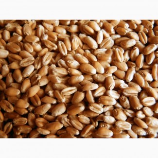 Семена озимой пшеницы (Производитель)