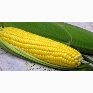 Семена кукурузы к посевной 2022