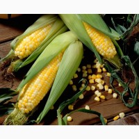Гибриды семена кукурузы ДКС 3511 Монсанта, Monsanto