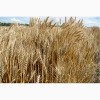 Семена озимой пшеницы Баграт