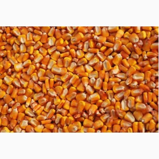 Продам семена кукурузы селекции РОСС 209, РОСС 199, краснодарский 194