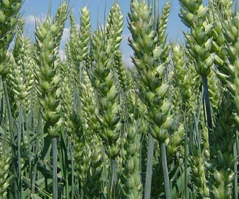 Семена озимой мягкой пшеницы сорт Табор