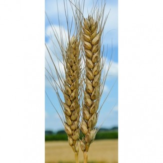 Семена озимой пшеницы Веха