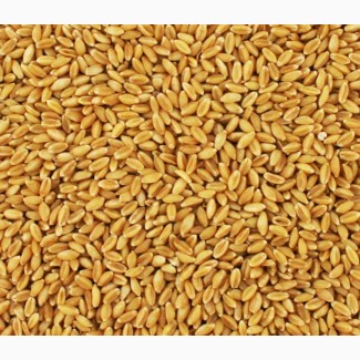 Купим пшеницу фуражную с НДС