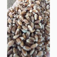Семена озимой мягкой пшеницы сорт Танаис