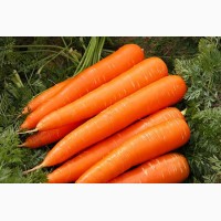Морковь свежая урожая 2018 года