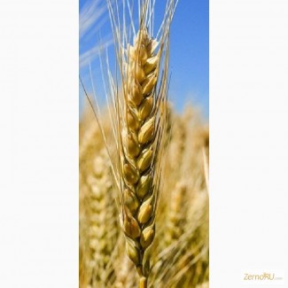 Семена озимой пшеницы сорт Безостая-100
