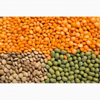 ООО НПП «Зарайские семена» закупает семена чечевицы зелёной и красной от 20 тонн