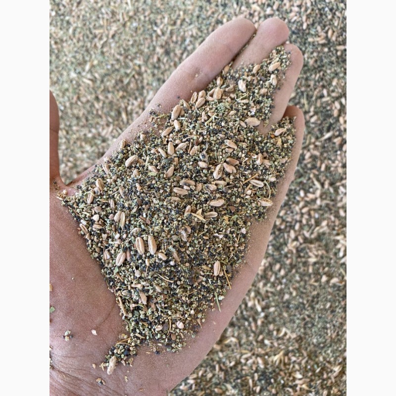 Фото 3. Отходы пшеницы