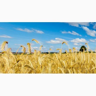 Семена озимой пшеницы сорт Жива