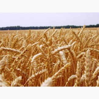Семена озимой пшеницы Нота