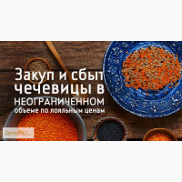 Купля и продажа чечевицы как ОПТОМ, так и в розницу по цене ниже рыночной