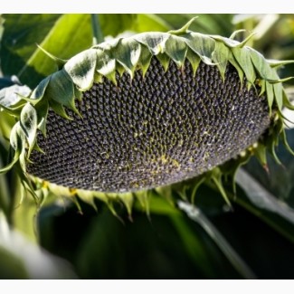 Семена подсолнечника среднеспелый сорт Крупняк
