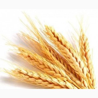Семена озимой пшеницы Уруп