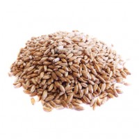ООО НПП «Зарайские семена» закупает семена: тритикале яровая от 40 тонн