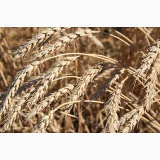Семена пшеницы твердой Памяти Янченко (ЭС, РС1)