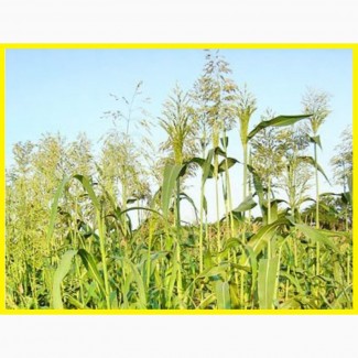 ООО НПП «Зарайские семена» закупает семена Суданской травы от 20 тонн