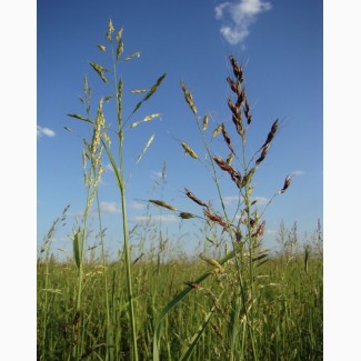 Семена суданской травы Юбилейная 20 (РС-1)