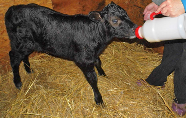 Фото 2. Сухое молоко для животных