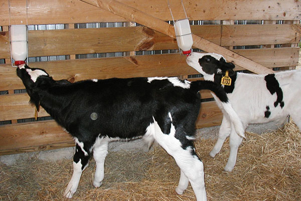 Фото 3. Сухое молоко для животных