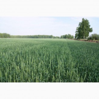 Семена пшеницы яровой Ирень (ЭС)