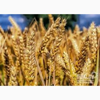 Семена озимой мягкой пшеницы сорт Безостая 100 ЭС