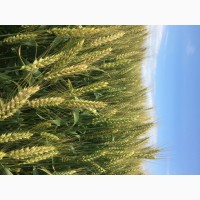 Семена озимой мягкой пшеницы сорт Станичная ЭС/РС1/РС2