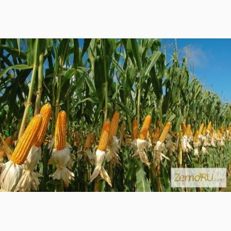 Гибриды семена кукурузы Пионер