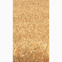 Семена озимой мягкой пшеницы Капризуля ЭС