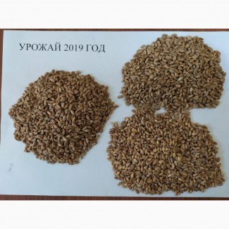 Пшеницу 3; 4 классы урожай 2019 г с Алтайского края