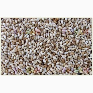 Семена тимофеевки луговой ВИК-66 ЭС, РС1, РСт