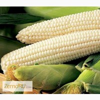 Белая кукуруза крупа, мука, зерно. Производитель