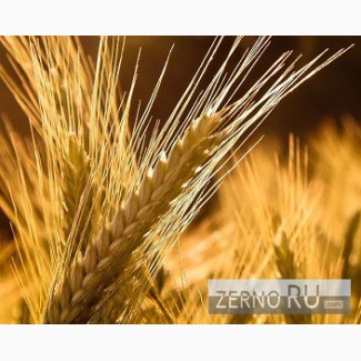 Пшеница озимая Московская 56