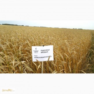 Семена пшеницы сорт Новосибирская 31