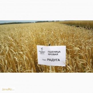 Пшеница яровая сорт «Радуга»
