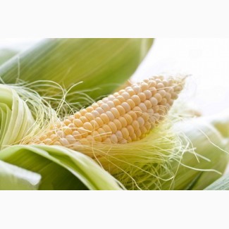 Семена кукурузы РОСС 130 МВ
