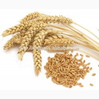 Требуется Пшеница 3, 4, 5 кл - Овес - Рожь