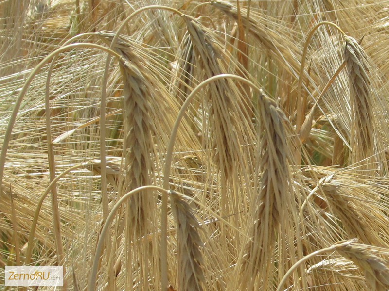 Фото 2. Продаем семена озимой пшеницы, ячменя и рыжика