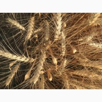 Семена озимой мягкой пшеницы сорт Лидия ЭС/РС1/РС2