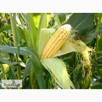 Гибриды семена кукурузы ДКС (МОНСАНТО, Monsanto, ДКС)