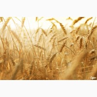 Семена пшеницы озимой : Жива, Юбилейная 100, Антонина, Баграт