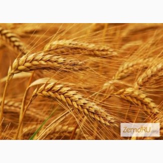 Семена озимой пшеницы Васса, Велена