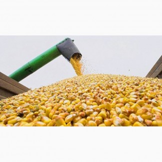 Кукуруза фуражная урожай 2018 года