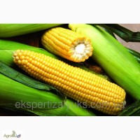 Гибриды семена кукурузы Пионер (Pioneer, Пионер)