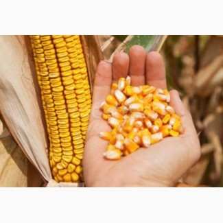 Семена кукурузы от производителя