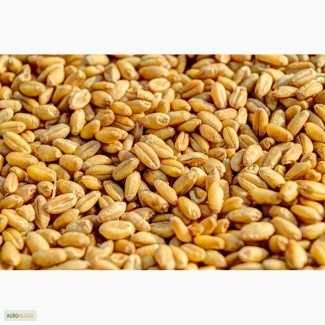 Семена Озимой пшеницы Краснодарской селекции