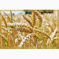 Семена пшеницы озимой : Алексеич, Гром, Юка, Таня, Гурт