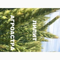 Семена озимой мягкой пшеница сорт Лилит ЭС/РС1/РС2