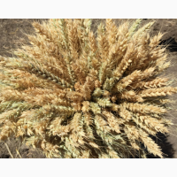 ООО Агроастра предлагает приобрести семена озимой пшеницы