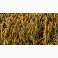 Семена пшеницы озимой : Дон Эра, Золушка, Августа, Дон Эко